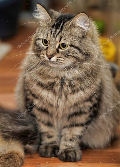 Long Haired Tabby Cat — Stock Photo © evdoha #10778847