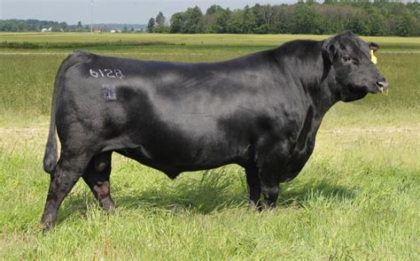 Angus Embryos For Sale Sb10 1862 Sire Buyer