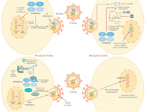 Figure From The Role Of Apobecs In Viral Replication Semantic Scholar