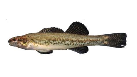 Fishing for Swamp darter: Fish Species – FishAngler.com