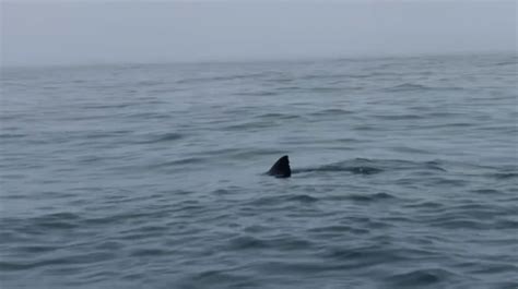 California Kayakers Great White Shark Encounter Caught On Camera