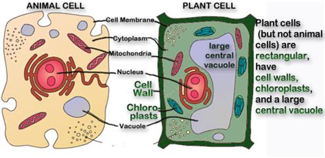 The Best 21 Vacuole Function And Structure - learnseestock