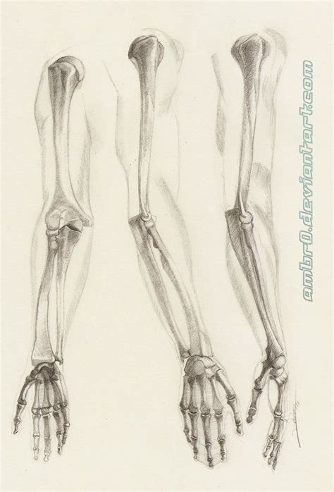 Arm Anatomy Study by AmBr0 on DeviantArt | Arm anatomy, Human skeleton ...