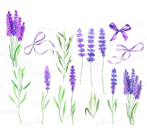 Free Lavender Clipart Ubicaciondepersonascdmxgobmx