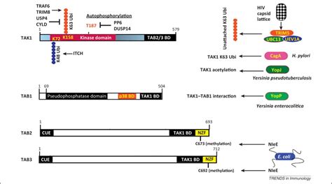 Cell Type Specific Function Of Tak1 In Innate Immune Signaling Trends