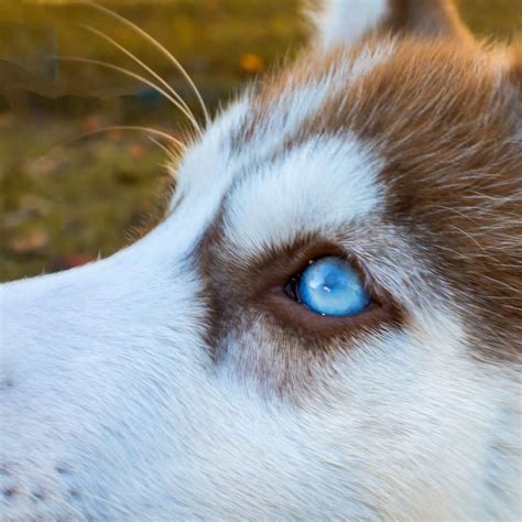 Do All Huskies Have Blue Eyes? (Blue-Eyed Husky FAQs)