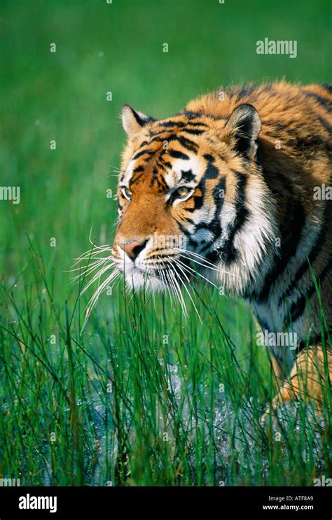 Bengal Tiger Walking Through The Grass Wildlife Model Stock Photo Alamy