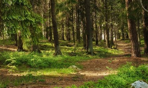 Dette B R Du Vite Om Skogen I Norge Norges Skogeierforbund