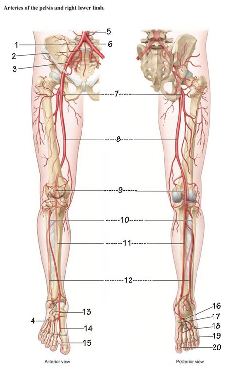 Arteries Of The Pelvis And Lower Limbs Diagram Quizlet