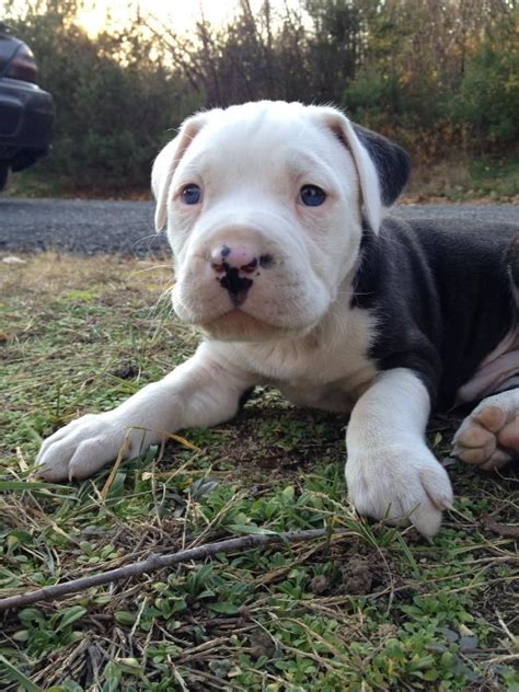 55 Bulldog Pitbull Mix Puppy L2sanpiero