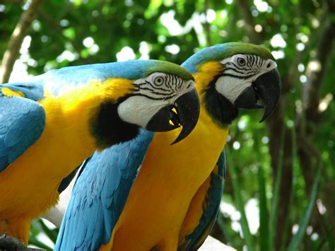 Macaw Parrots : Biological Science Picture Directory – Pulpbits.net