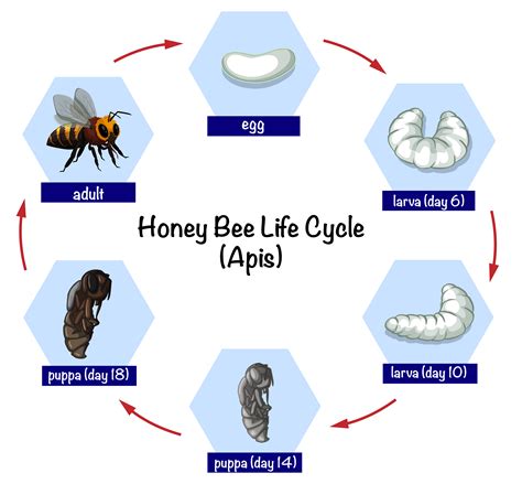 Life Cycle Of A Honey Bee For Kids