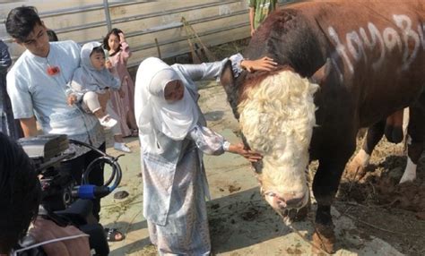 Ria Ricis Memperingati Idul Adha Dengan Penyembelihan Sapi Jumbo Dan