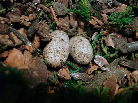 How Many Eggs Do Leopard Geckos Lay And How To Look After Them