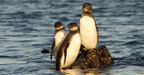 Celebrating the Galápagos Penguin on World Penguin Day Galápagos