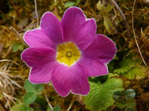 Free Images Nature Blossom Flower Bloom Botany Colorful Flora