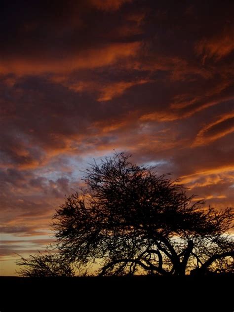 Free Images Tree Nature Cloud Sun Sunrise Sunset Field