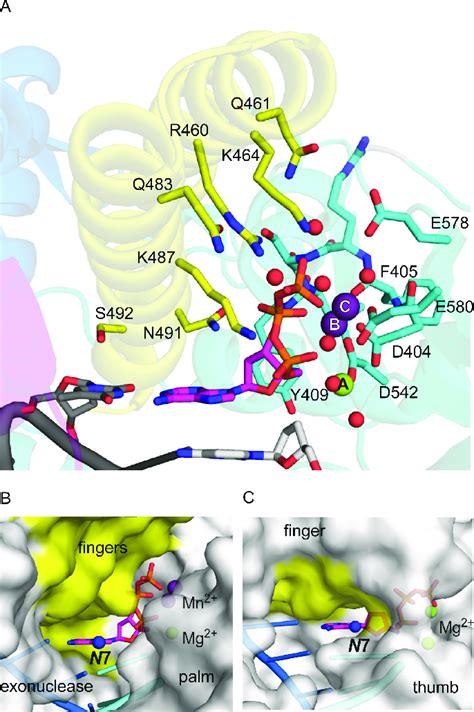 kod dna pols active site  bound datp   metal ions