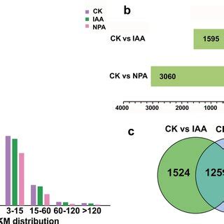 Analysis Of Lateral Root Formation In Exogenous IAA And NPA Treated