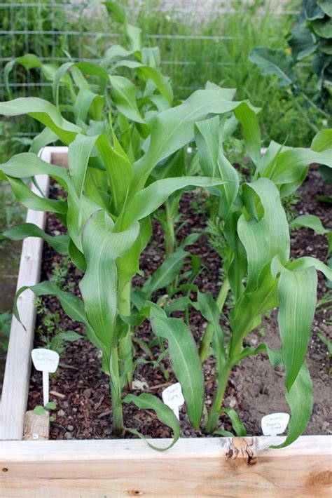 How To Plant And Grow Sweet Corn At Home Gardener’s Path