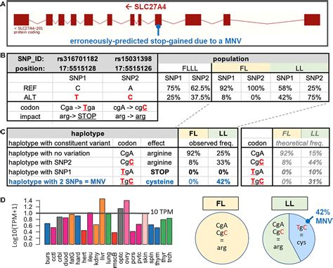 Frontiers Watch Out For A Second Snp Focus On Multi Nucleotide