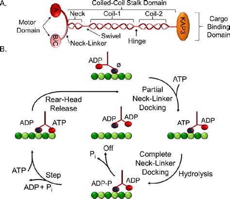 Figure From The Role Of Kinesin In Navigating Microtubule