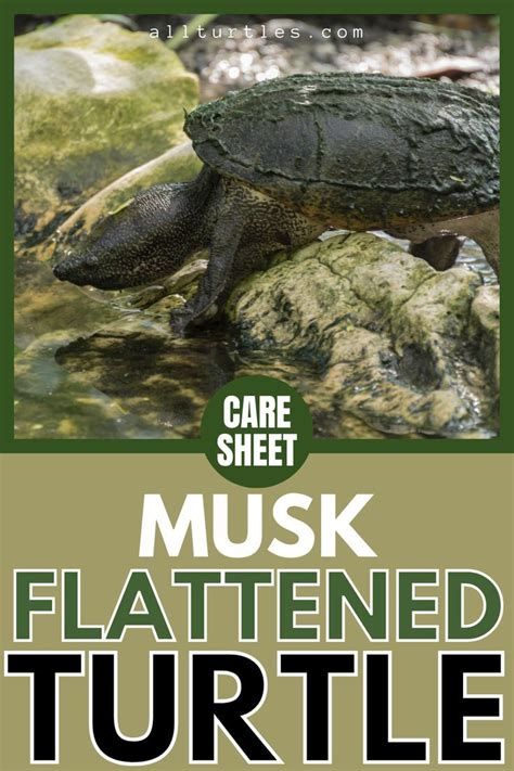 Common Musk Turtle Stinkpot Turtle Care Guide Artofit