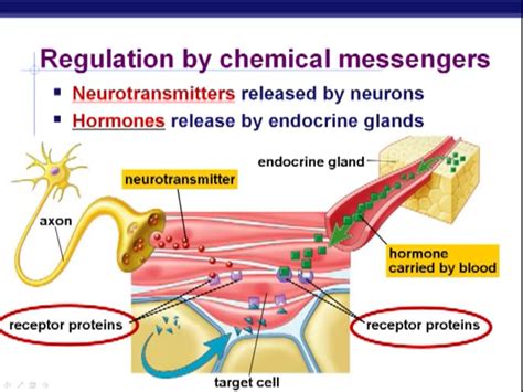 Regulation By Chemical Messengers Neurotransmitters And Hormones Both