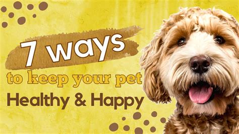 7 Ways To Keep Your Pet Healthy And Happy