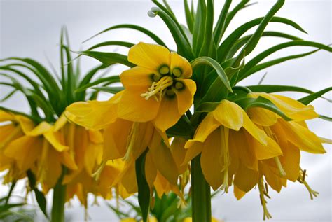 Crown Imperial Fritillaria Imperialis Ground Cover Plants Plants