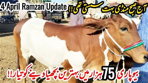 Malir Mandi Karachi Cattle Rates Latest Update April Canva