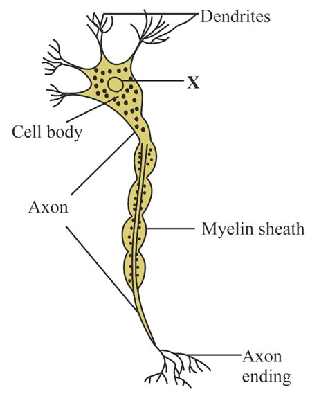 What Is The Function Of A Nerve Cell Draw A Neat Labelled Diagram