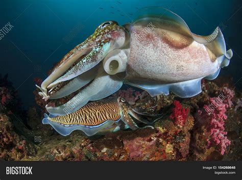 Mating Cuttlefish Sex Image Photo Free Trial Bigstock