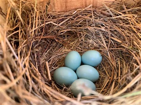 Do Chipping Sparrows Lay Blue Eggs Birdful