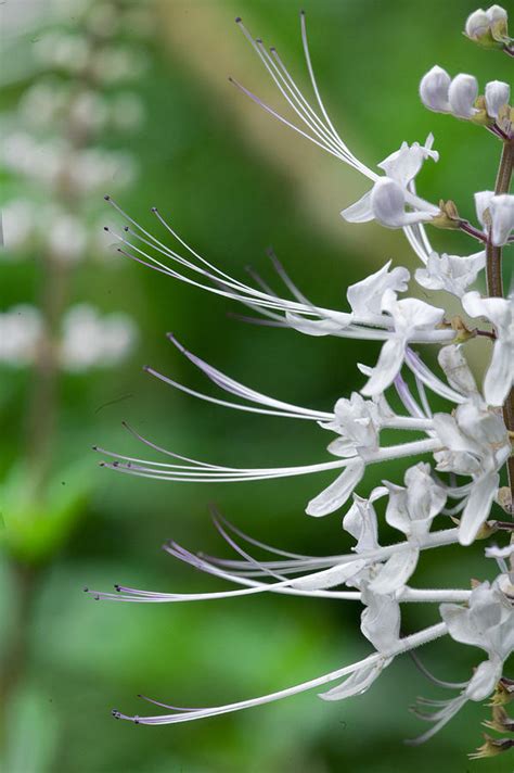 Cat's Whiskers Flowers Photograph by Wendy White - Pixels