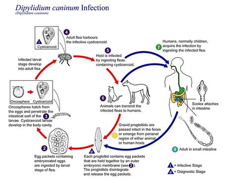 Dcaninum Life Cycle Flickr Photo Sharing