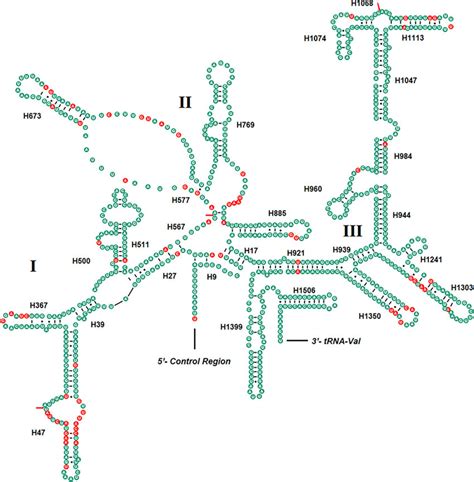 Predicted Secondary Structure Of The Srrna In Haploperla Japonica And