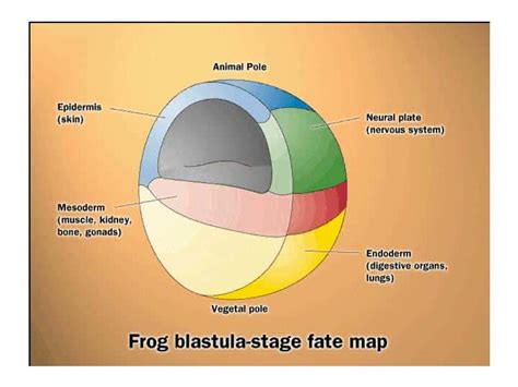 Définition Gastrulation