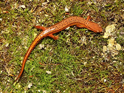 Fondo Southern Two Lined Salamander Eurycea Cirrigera Biology Tailed