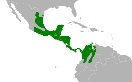 cannundrums clay colored thrush