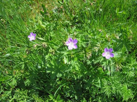 Florevirtuelle Free Fr Geranium Sylvaticum G Ranium Des Bois