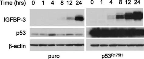 Egf Mediated Regulation Of Igfbp Determines Esophageal Epithelial