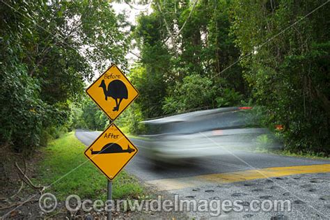 Cassowary Warning Sign Photo Image