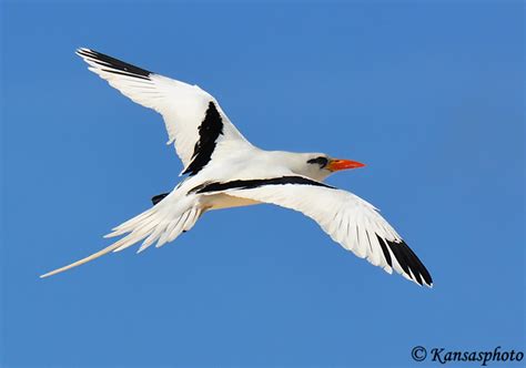 White-tailed Tropicbird - Species Information and Photos