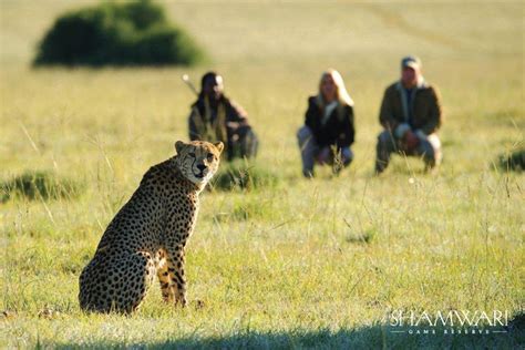 Shamwari Private Game Reserve | South Africa | Wild Safari Guide