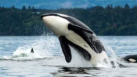 The fascinating truth about killer whales | Popular Science