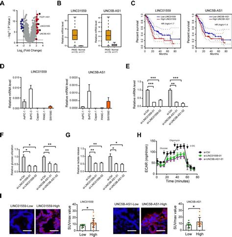 Regulatory Role Of LINC01559 And UNC5B AS1 In PDAC Glycolysis A