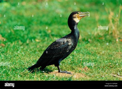 Carbo Sinensis Hi Res Stock Photography And Images Alamy