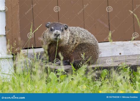 Groundhog resting stock photo. Image of farms, wildlife - 55794230