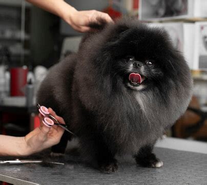 Black Pomeranian Haircuts